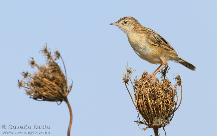 Zitting cisticola