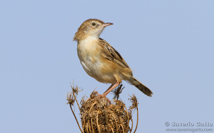 Zitting cisticola