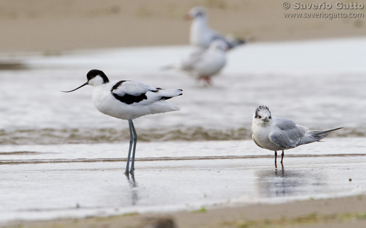 Pied Avocet