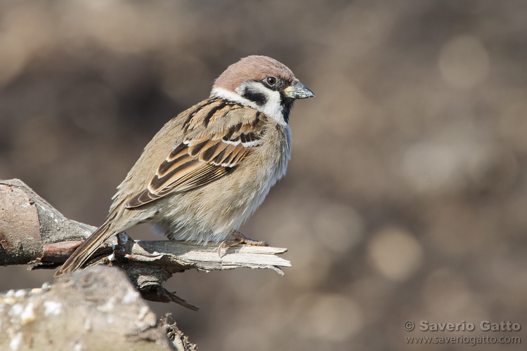 Eurasian Tree Sparrow