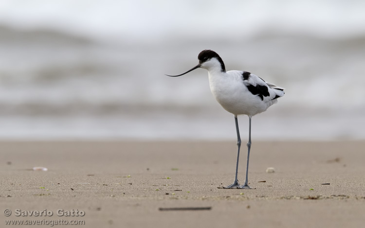 Pied Avocet