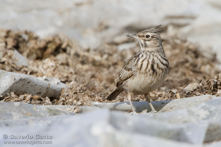 Crested Lark