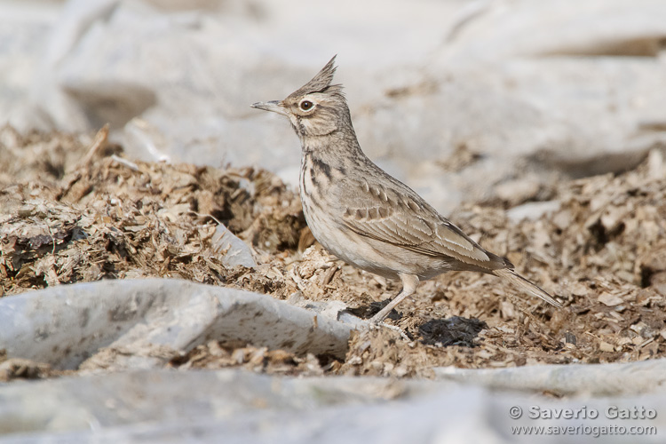 Crested Lark