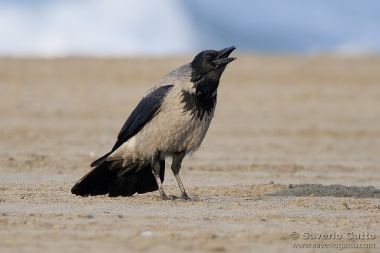 Hooded Crow