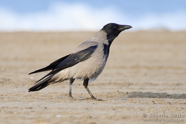 Hooded crow