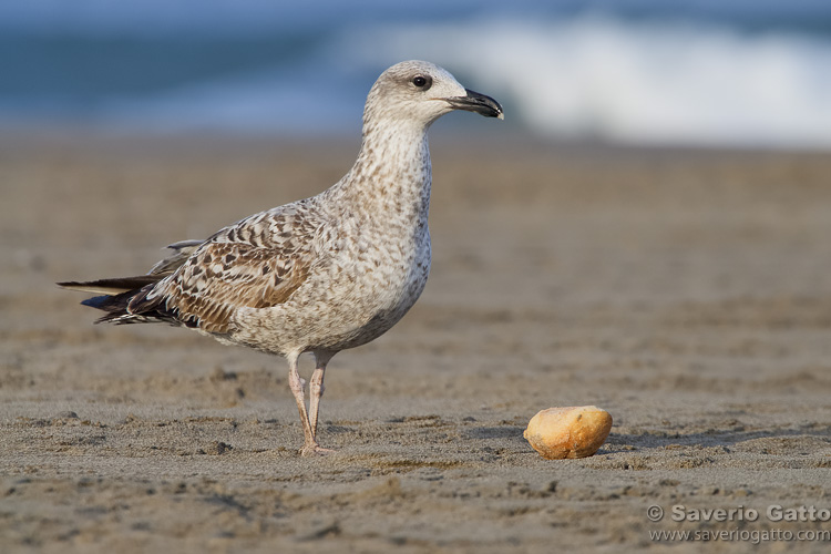 Yellow-legged Gull