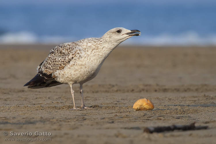 Yellow-legged Gull