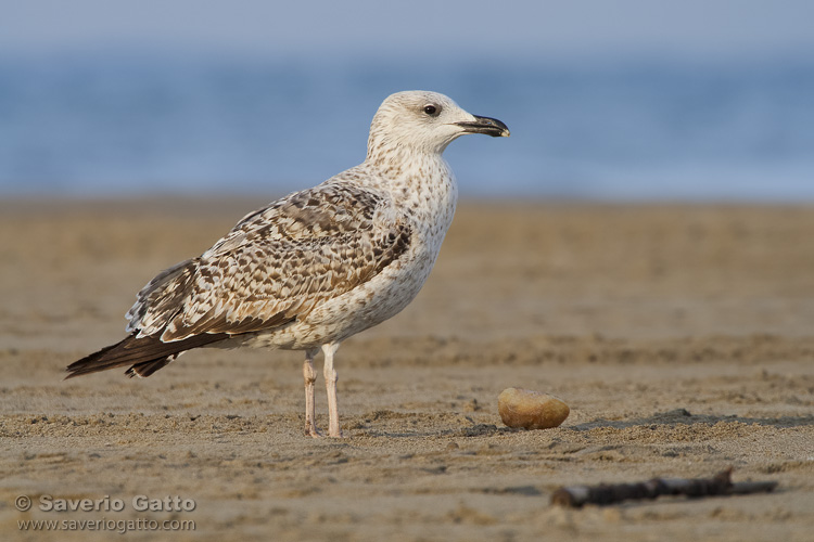 Yellow-legged Gull