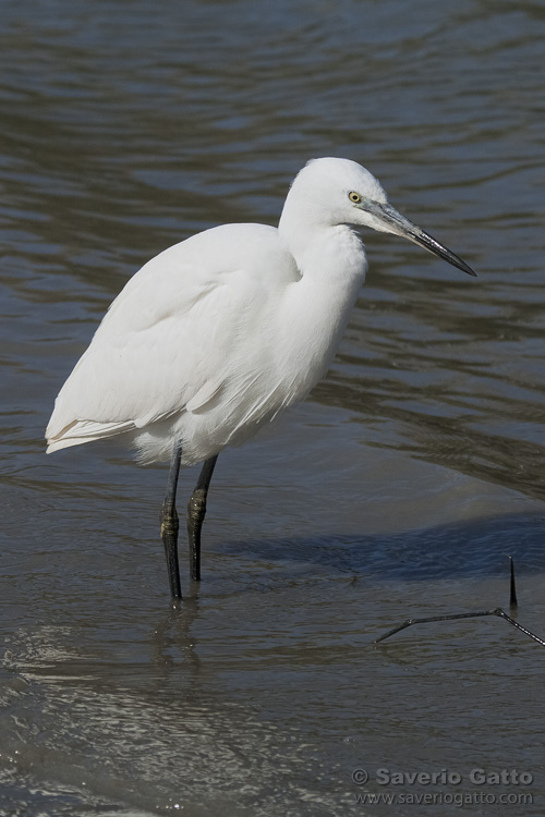 Little Egret