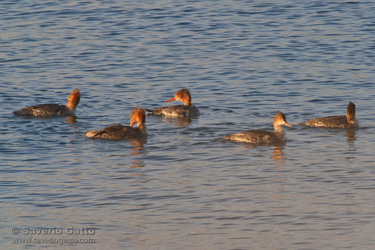 Red-breasted Merganser