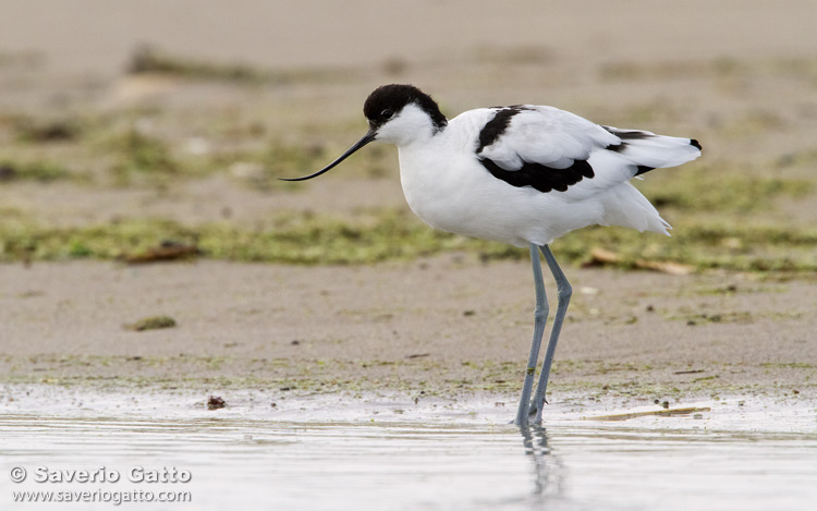 Pied Avocet