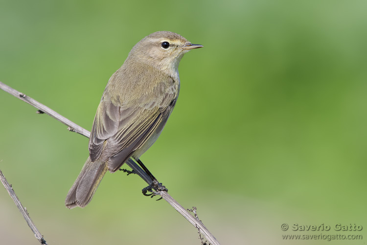 Common Chiffchaff