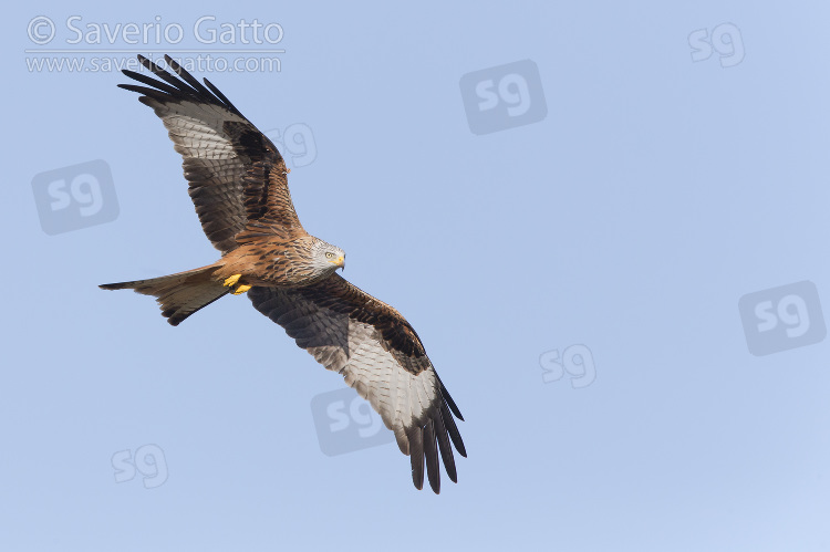 Red Kite