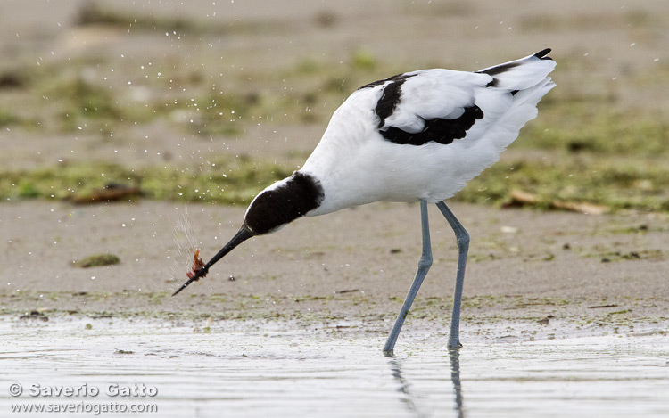 Pied Avocet