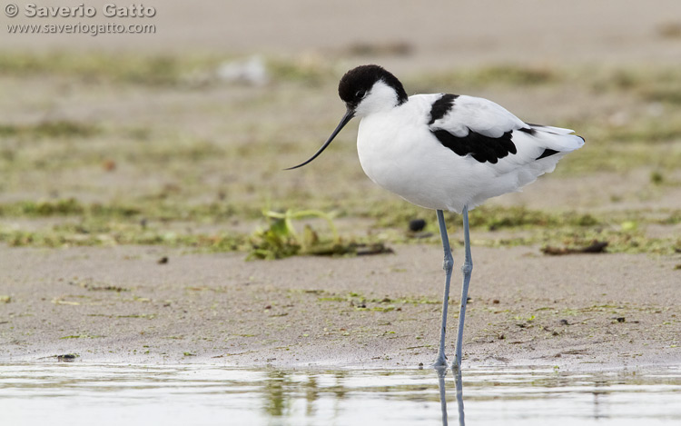 Pied Avocet