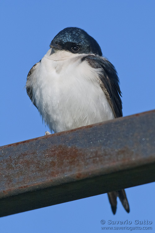 Common House Martin