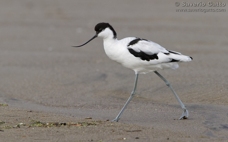 Pied Avocet