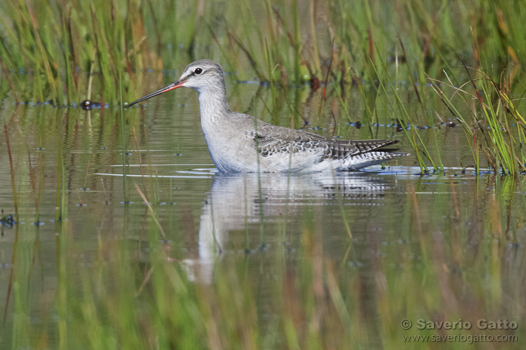 Spotted Redshank