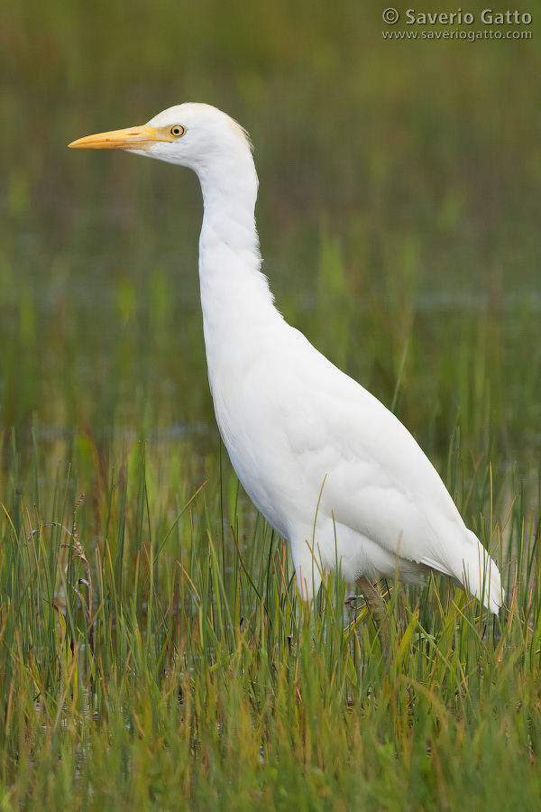 Cattle Egret