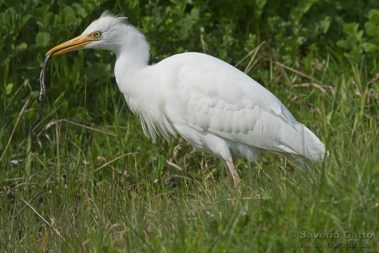 Cattle Egret