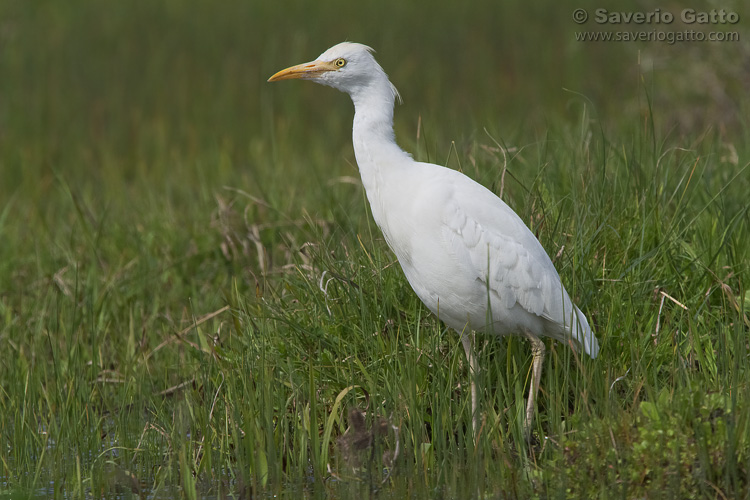 Cattle Egret