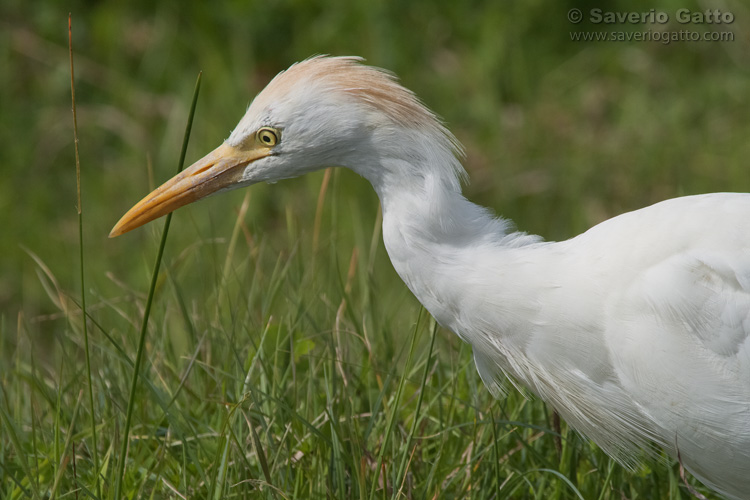 Cattle Egret