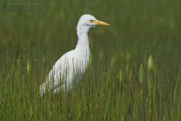 Cattle Egret