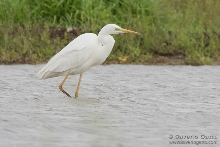 Great Egret