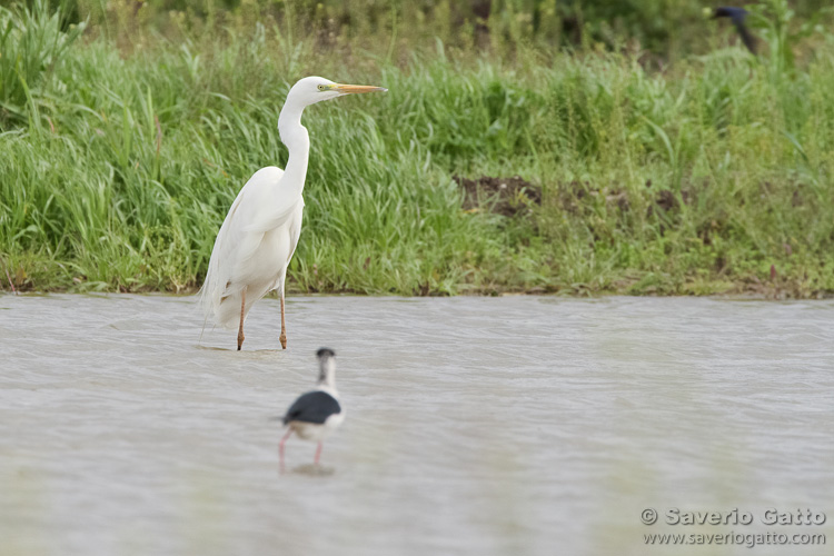 Great Egret