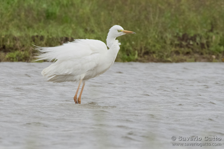 Great Egret