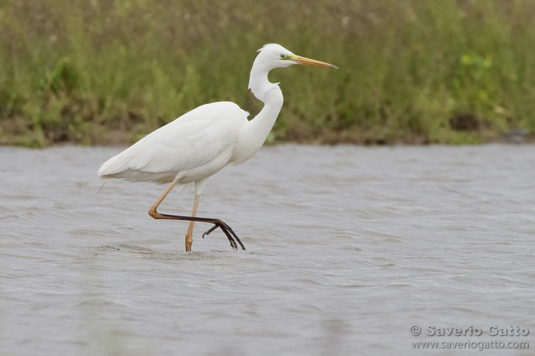 Great Egret