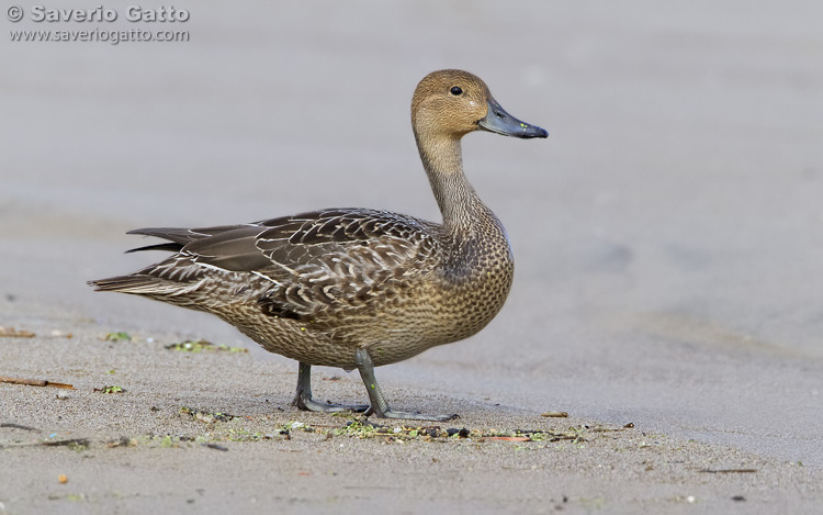 Pintail