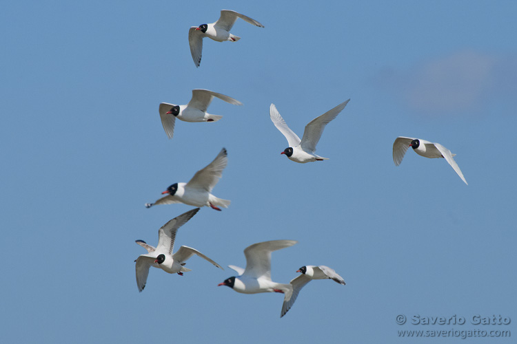 Mediterranean Gull