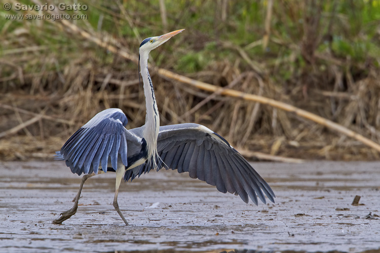 Grey Heron