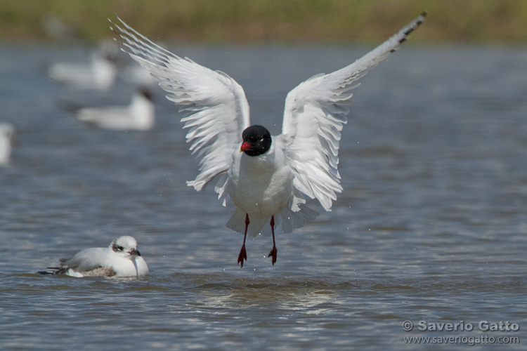 Mediterranean Gull