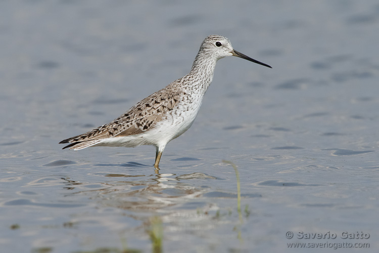 Marsh Sandpiper