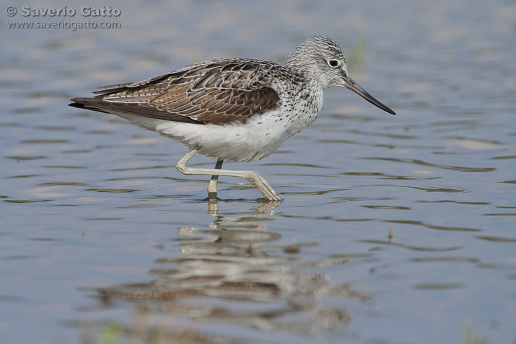 Greenshank