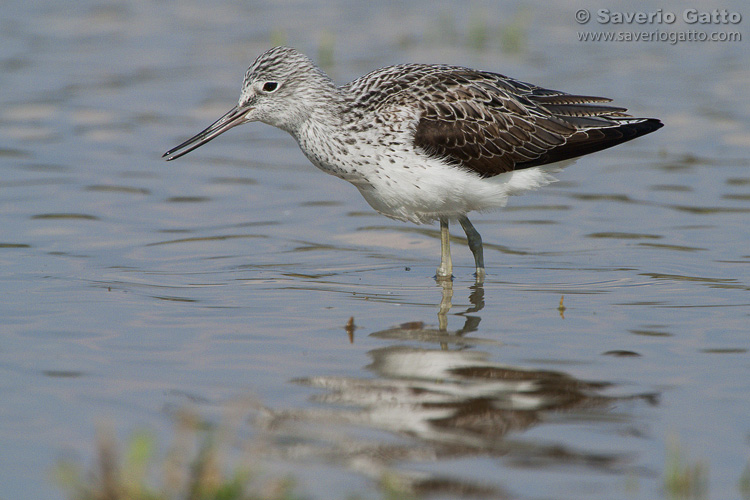 Greenshank