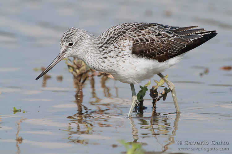 Greenshank