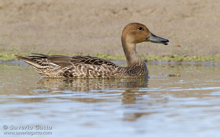 Pintail