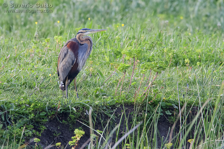 Purple Heron