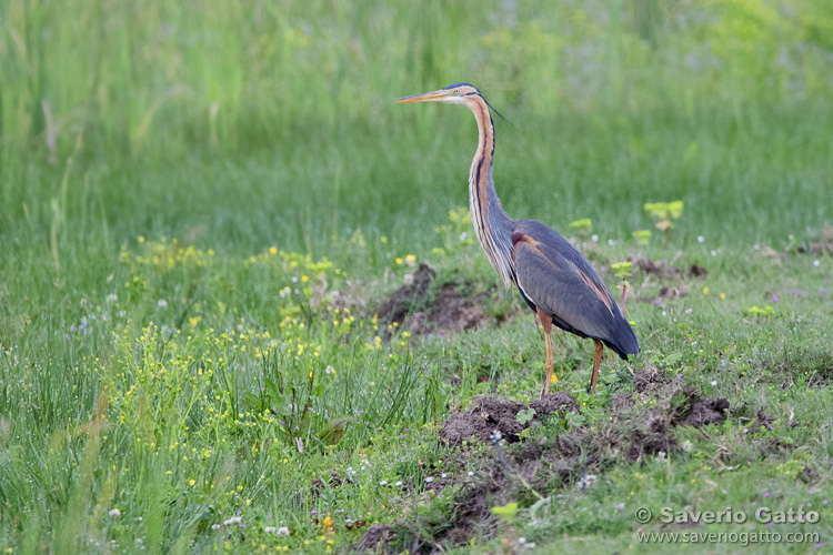 Purple Heron