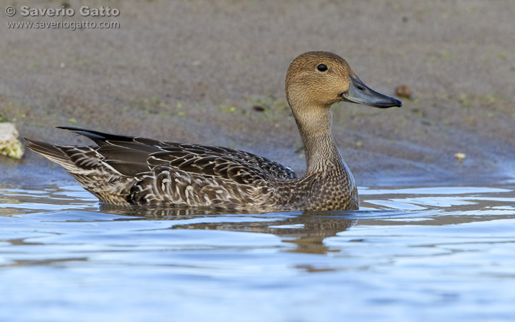 Pintail