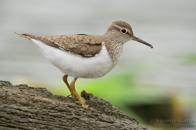 Common Sandpiper