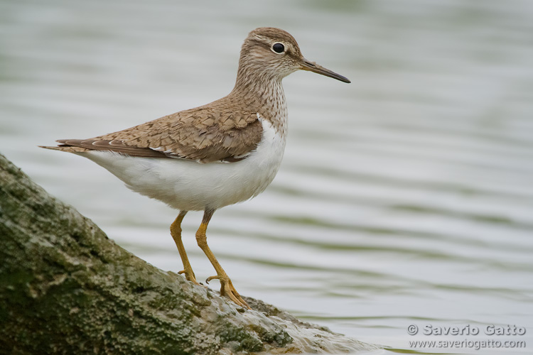 Common Sandpiper