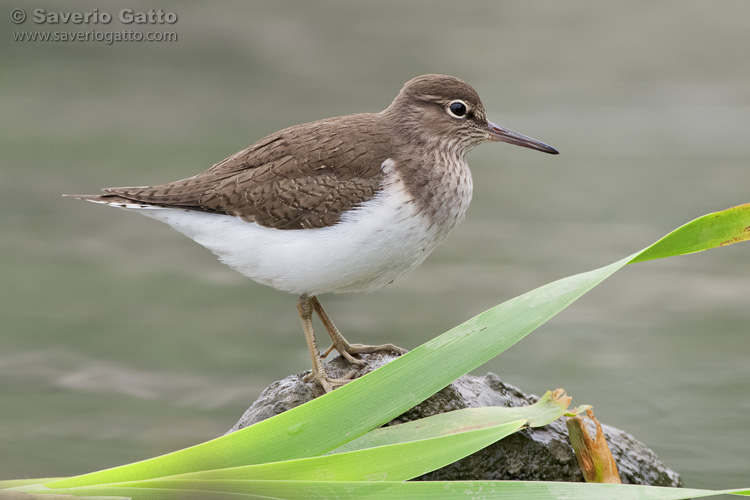 Common Sandpiper