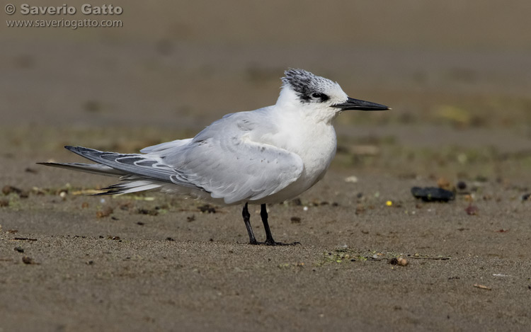 Sandwich Tern