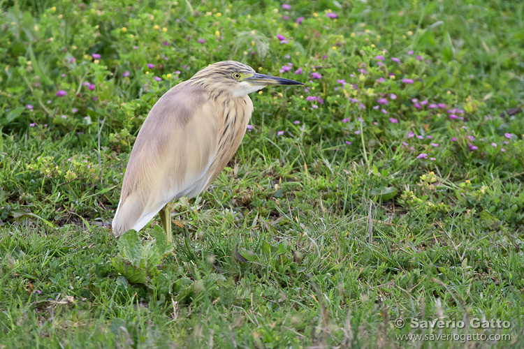 Squacco Heron