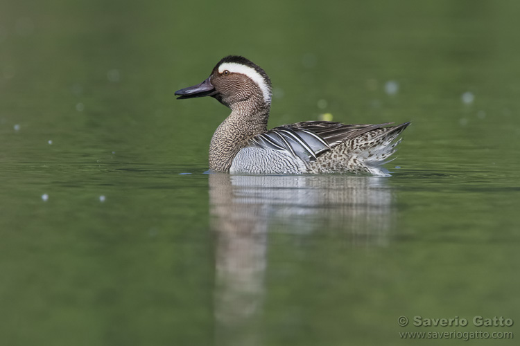 Garganey