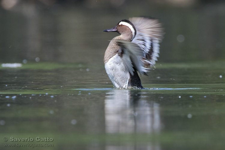 Garganey